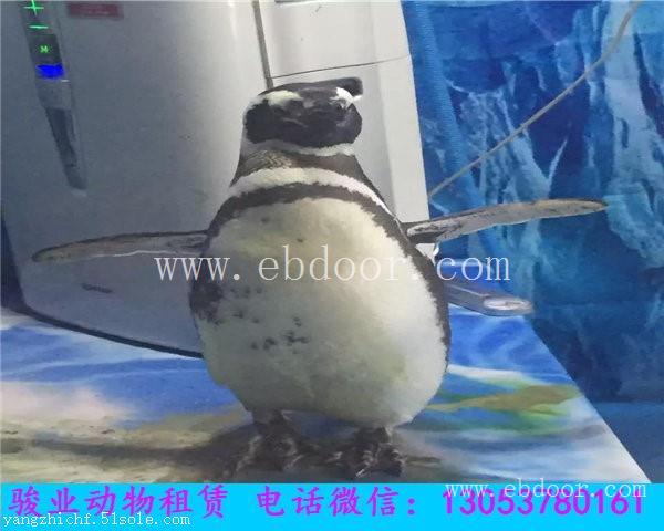 鄂尔多斯动物表演出租