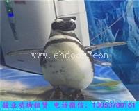 鄂尔多斯动物表演出租
