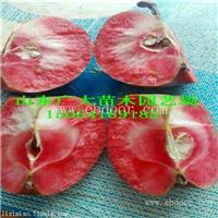 山东苹果苗价格 苹果苗基地 苹果苗品种