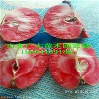 山东苹果苗价格 苹果苗基地 苹果苗品种