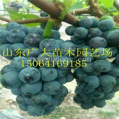 供应优质巨峰葡萄苗 葡萄苗价格 果园占地葡萄苗