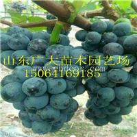 供应优质巨峰葡萄苗 葡萄苗价格 果园占地葡萄苗