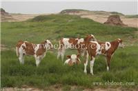 西门塔尔牛孕母牛养殖价格批发