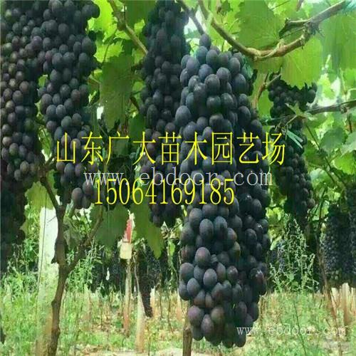 葡萄苗多少钱一株 基地大量供应葡萄苗 优质香妃葡萄苗