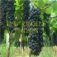 葡萄苗多少钱一株 基地大量供应葡萄苗 优质香妃葡萄苗