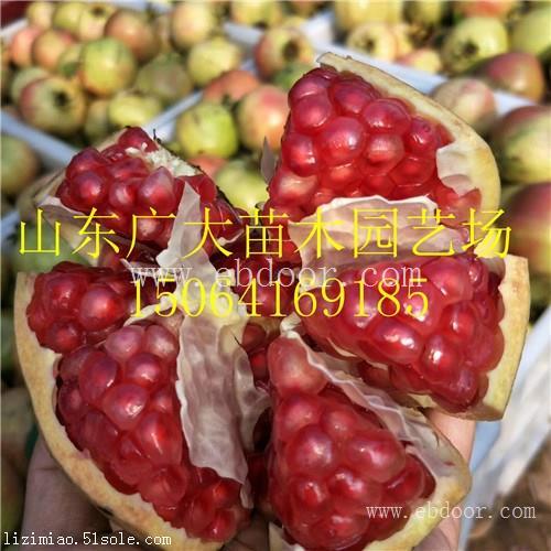 基地大量供应石榴苗 软籽石榴苗价格 直销河北石榴苗
