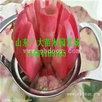 苹果苗基地 大量供应优质苹果苗 苹果苗多少钱一棵