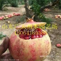 石榴苗价格  基地直销优质石榴苗