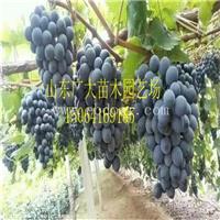 葡萄苗多少钱一株 供应优质巨峰葡萄苗