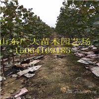 岳阳夏黑葡萄苗葡萄苗批发