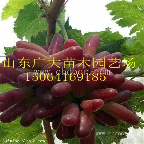 南通紫甜无核A17葡萄苗葡萄苗供应价格