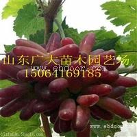 南通紫甜无核A17葡萄苗葡萄苗供应价格