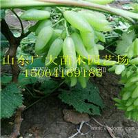 娄底美人指葡萄苗葡萄苗价格