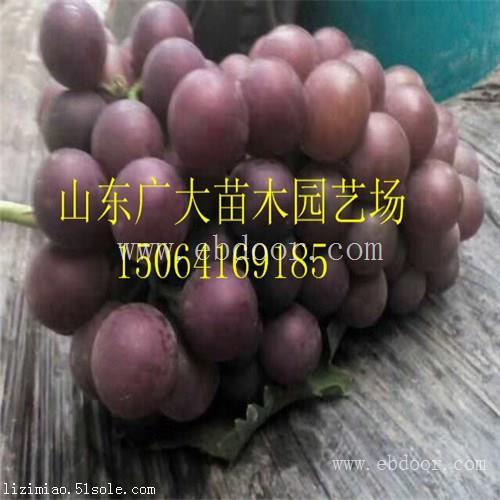 莱芜红芭拉蒂葡萄苗葡萄苗采购价格