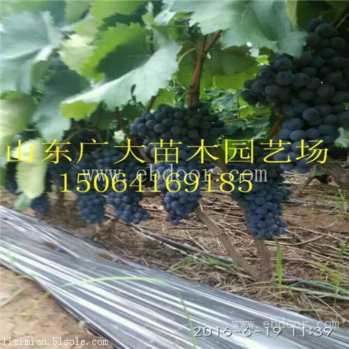 芜湖美人指葡萄苗葡萄苗采购价格