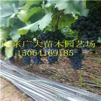 芜湖美人指葡萄苗葡萄苗采购价格