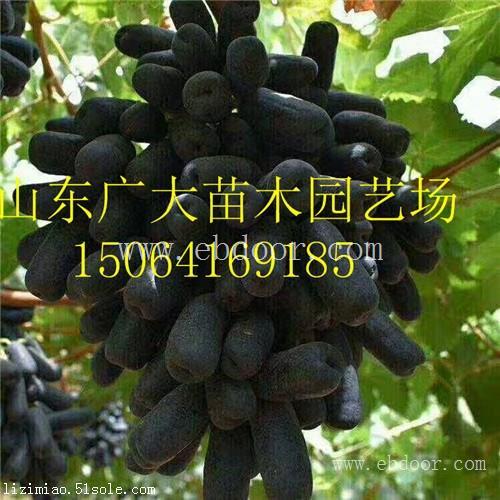 蚌埠紫脆A09葡萄苗葡萄苗基地