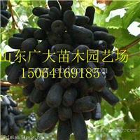 蚌埠紫脆A09葡萄苗葡萄苗基地