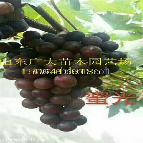 抚州美人指葡萄苗哪里有葡萄苗售卖