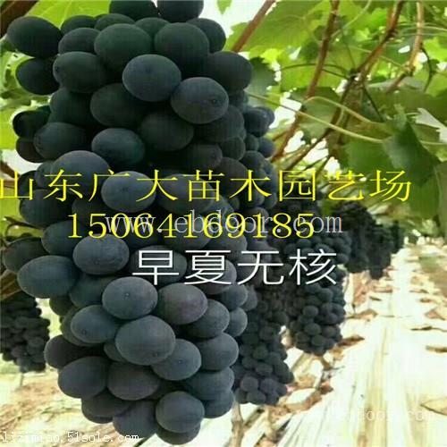 无锡红芭拉蒂葡萄苗葡萄苗供应价格