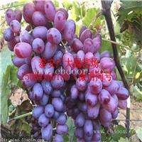 夏黑葡萄苗出售葡萄苗三门峡