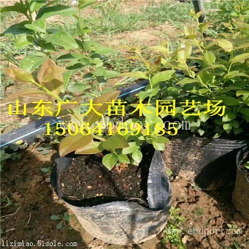 北陆蓝莓树苗广安蓝莓苗基地