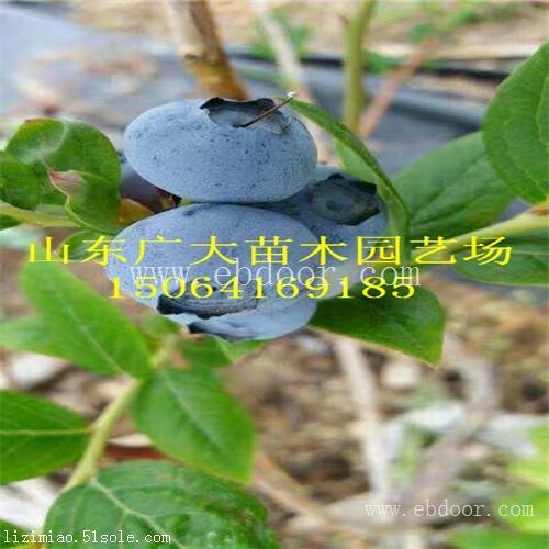 莱克西蓝莓树苗四平蓝莓苗基地在哪儿