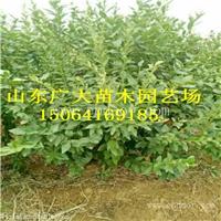 美登蓝莓树苗玉树州有知道售卖蓝莓苗基地的吗