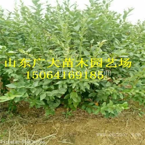 美登蓝莓树苗玉树州有知道售卖蓝莓苗基地的吗
