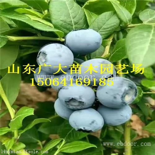 北陆蓝莓树苗克孜勒苏柯州蓝莓苗品种介绍
