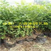 蓝丰蓝莓树苗绵阳蓝莓苗批发