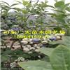 都克蓝莓树苗绥化蓝莓苗价格多少