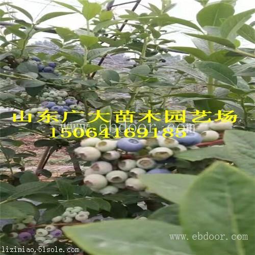 都克蓝莓树苗绥化蓝莓苗价格多少
