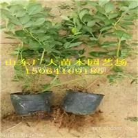 布里吉塔蓝莓树苗漯河蓝莓苗批发价格