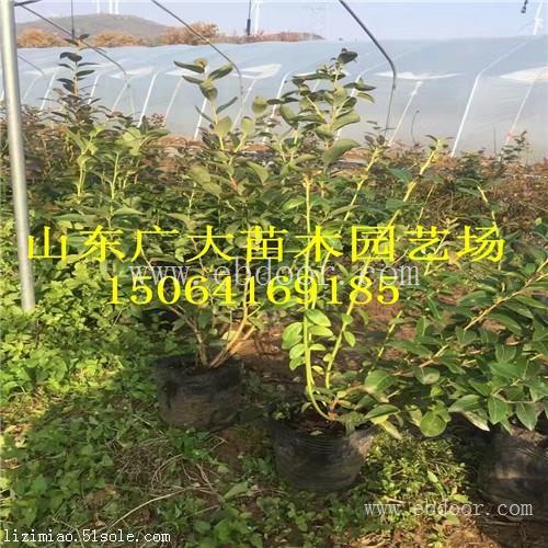 莱克西蓝莓树苗吴忠蓝莓苗栽培管理技术