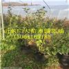 莱克西蓝莓树苗吴忠蓝莓苗栽培管理技术