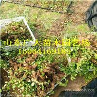 北陆蓝莓树苗贵阳蓝莓苗