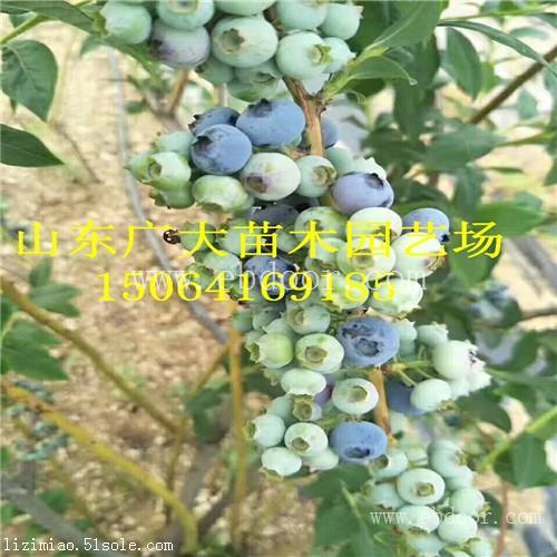 薄雾蓝莓树苗阿坝州蓝莓苗基地在哪儿