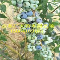 薄雾蓝莓树苗阿坝州蓝莓苗基地在哪儿