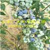 薄雾蓝莓树苗阿坝州蓝莓苗基地在哪儿