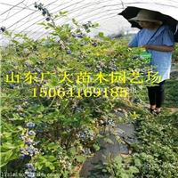 莱克西蓝莓树苗郴州蓝莓苗批发价格