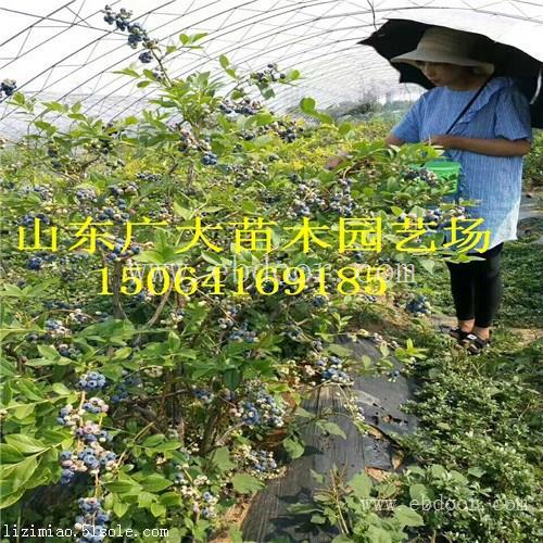 莱克西蓝莓树苗郴州蓝莓苗批发价格