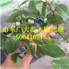 奥尼尔蓝莓树苗梧州蓝莓苗批发