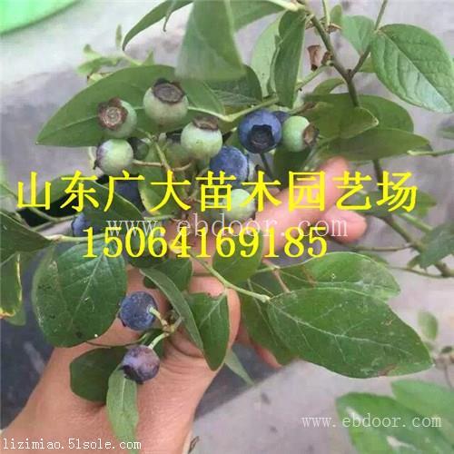 奥尼尔蓝莓树苗梧州蓝莓苗批发