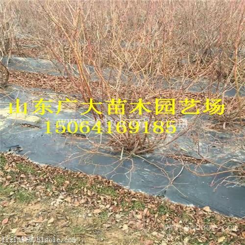 莱克西蓝莓树苗张家口蓝莓苗批发基地