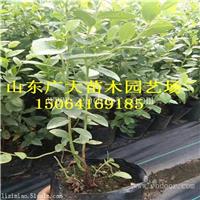 都克蓝莓树苗随州蓝莓苗价格多少