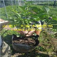 都克蓝莓树苗株洲蓝莓苗价格查询