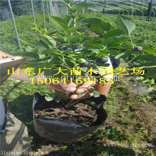 都克蓝莓树苗株洲蓝莓苗价格查询