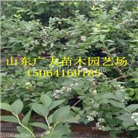 布里吉塔蓝莓树苗宜昌蓝莓苗