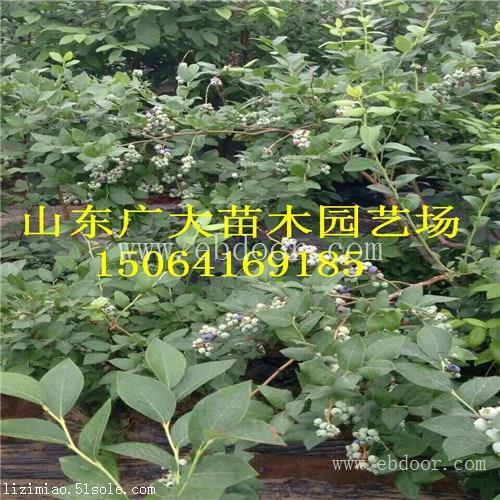 布里吉塔蓝莓树苗宜昌蓝莓苗